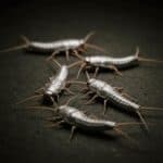 Silberfische/Papierfische